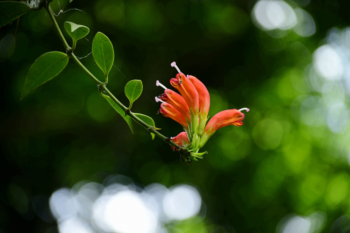 In picture: Year-end blossoms brightening Xishuangbanna 5