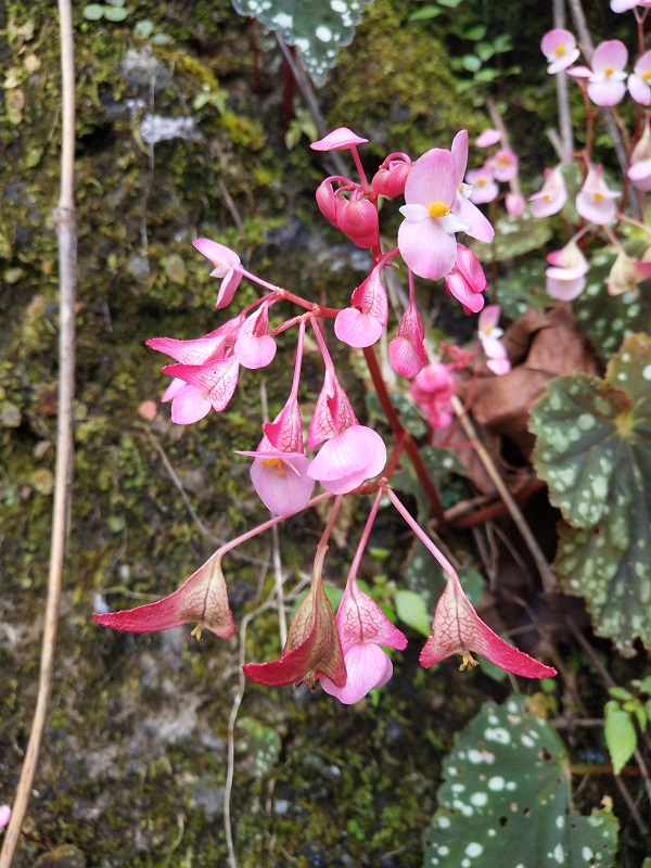 Newly discovered begonia in need of urgent protection