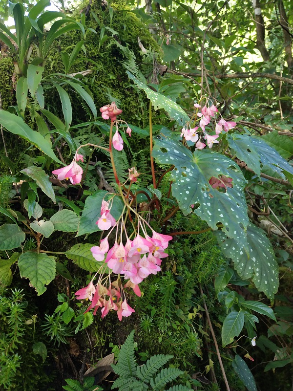 Newly discovered begonia in need of urgent protection