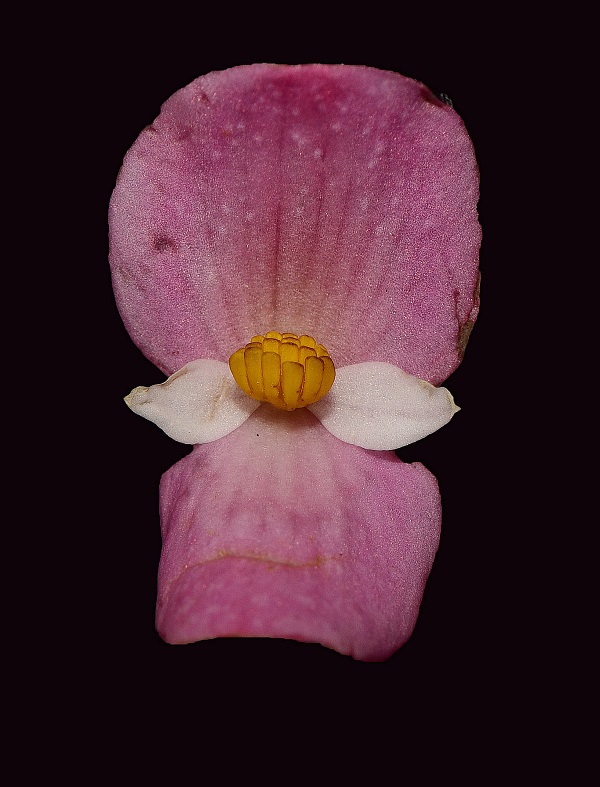 Newly discovered begonia in need of urgent protection