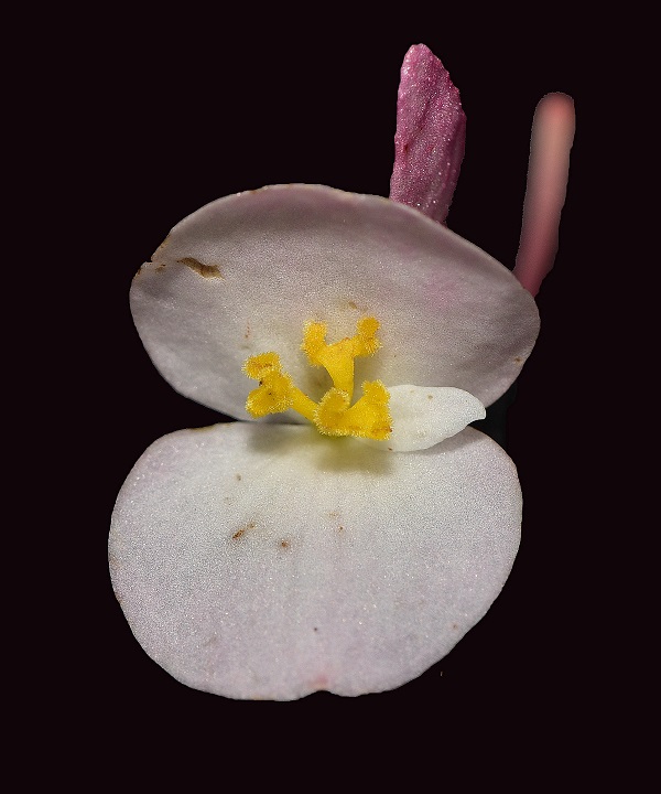 Newly discovered begonia in need of urgent protection