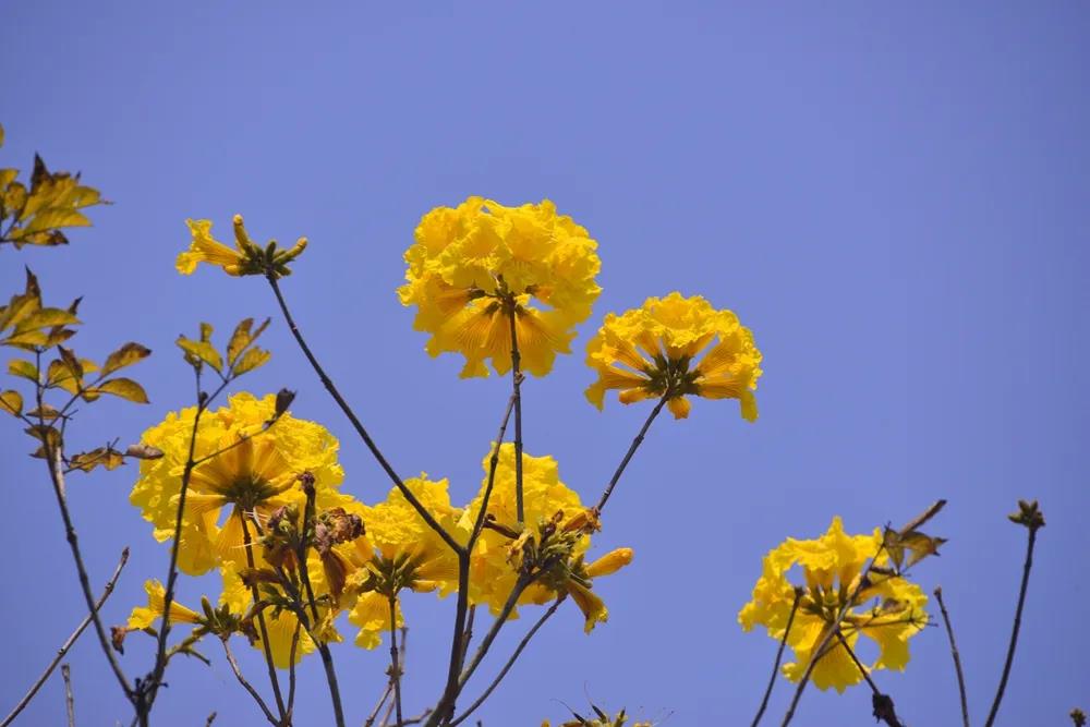 Blossoming flowers at XTBG in March