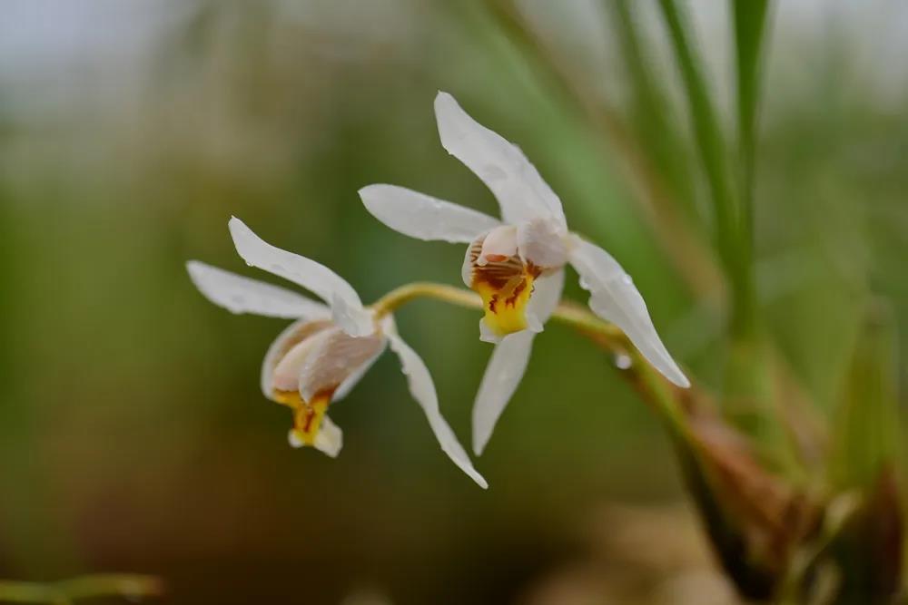 Blossoming flowers at XTBG in March