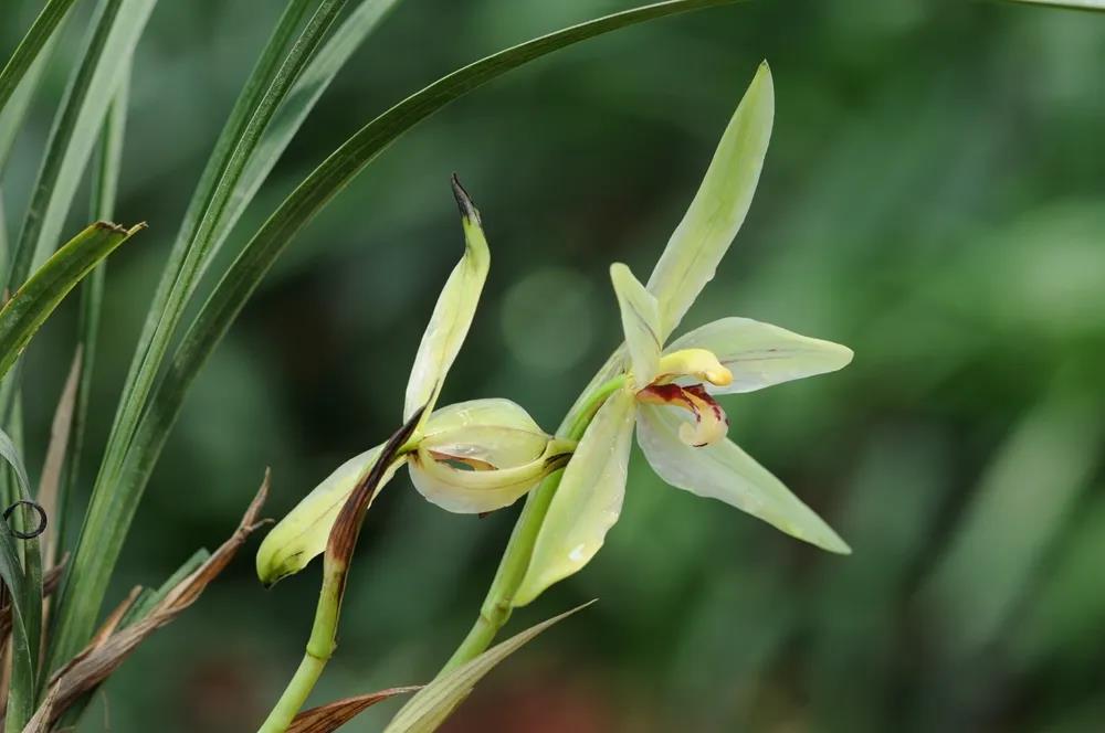 Blossoming flowers at XTBG in March