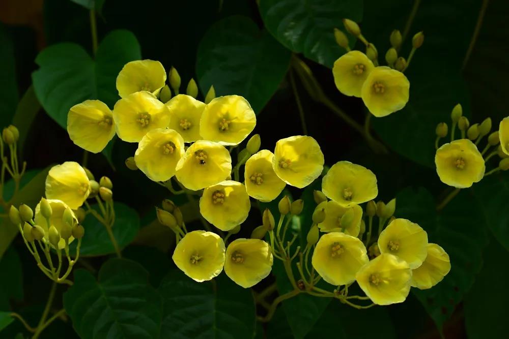 Blossoming flowers at XTBG in March