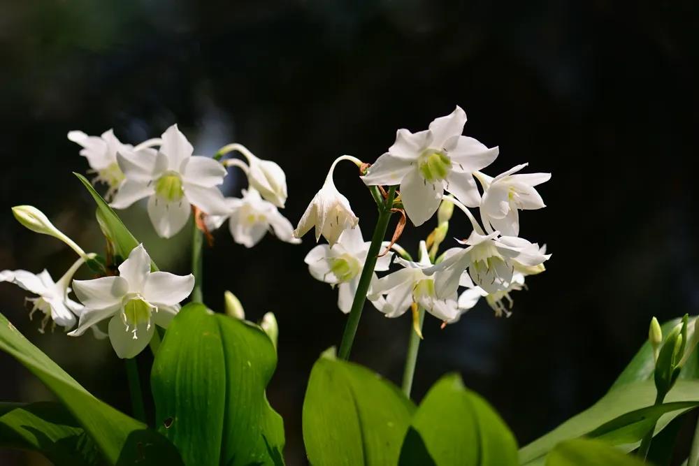 Blossoming flowers at XTBG in March