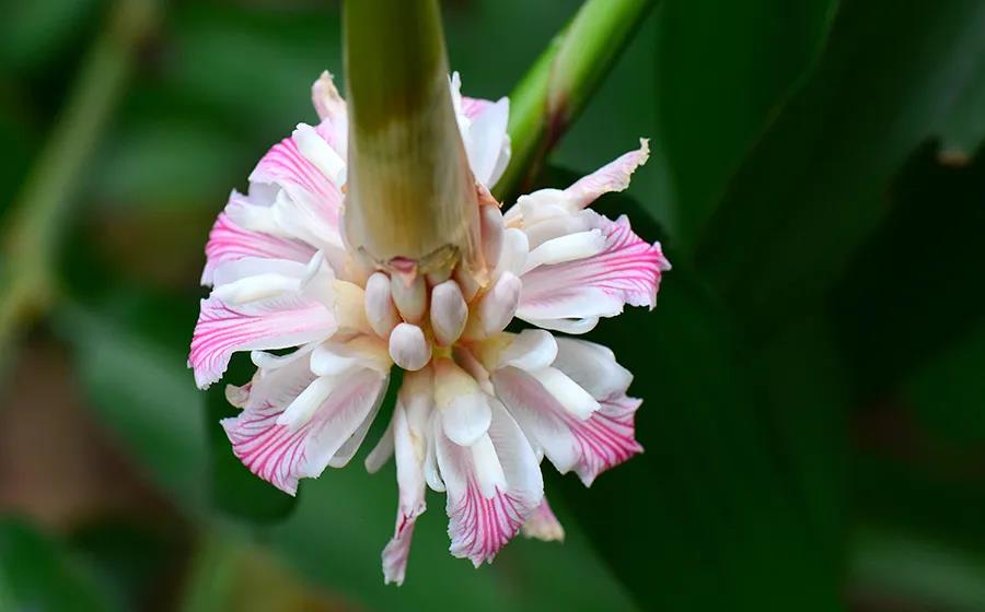 Blossoming plants at XTBG in March
