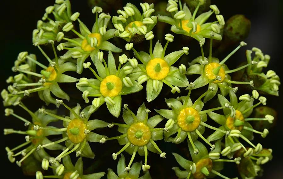 Blossoming plants at XTBG in March