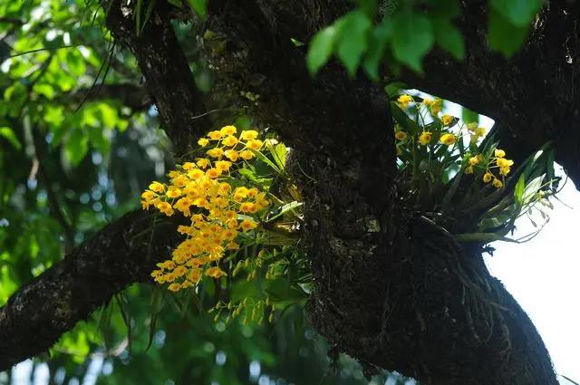 Blossoming orchids at XTBG