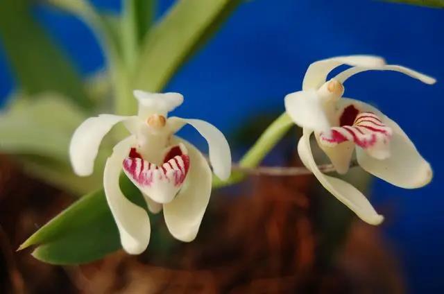 Blossoming orchids at XTBG