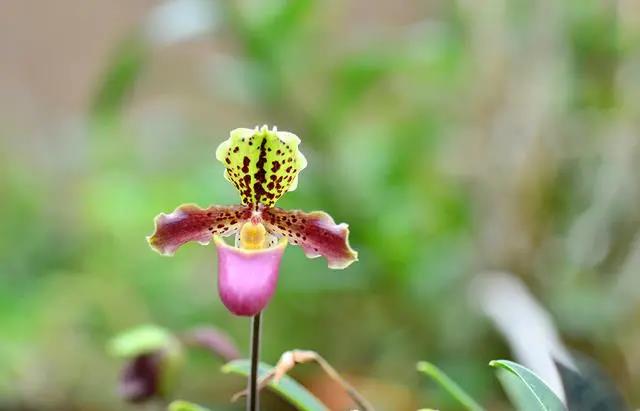 Blossoming orchids at XTBG