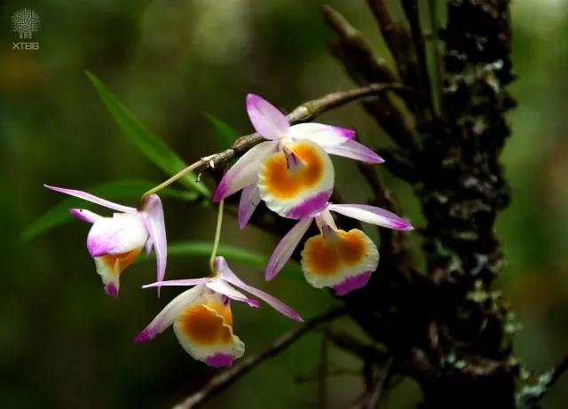Blossoming orchids at XTBG