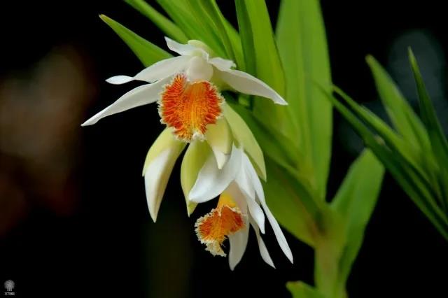 Blossoming orchids at XTBG