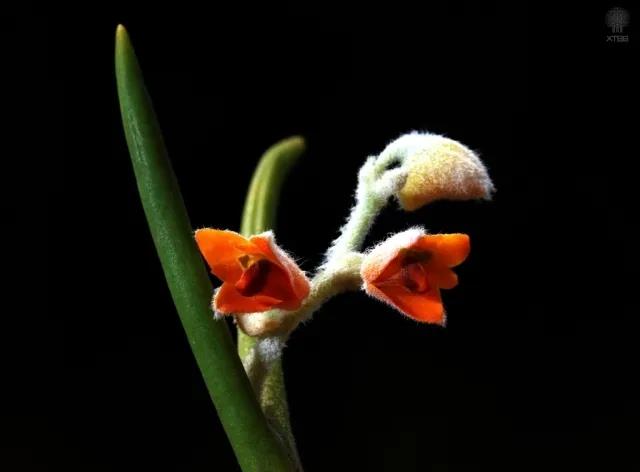 Blossoming orchids at XTBG
