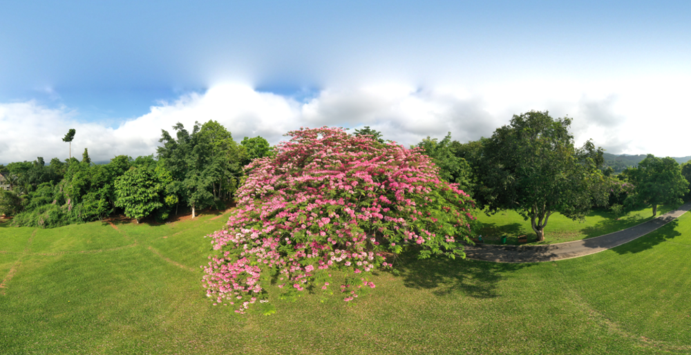 Cassia javanica in bloom at XTBG