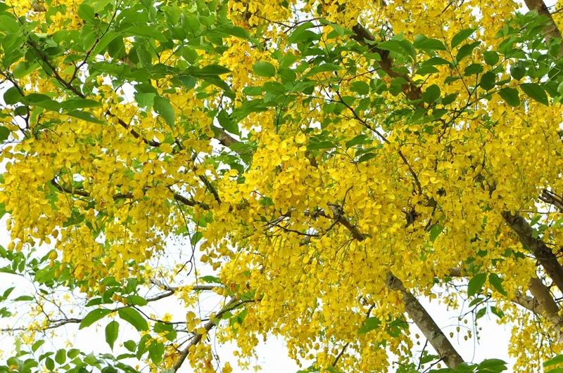 Cassia fistula blossoming at XTBG