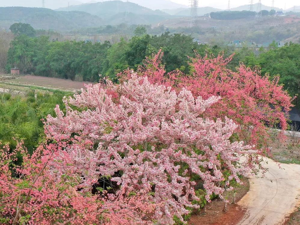 Cassia bakeriana in bloom at XTBG