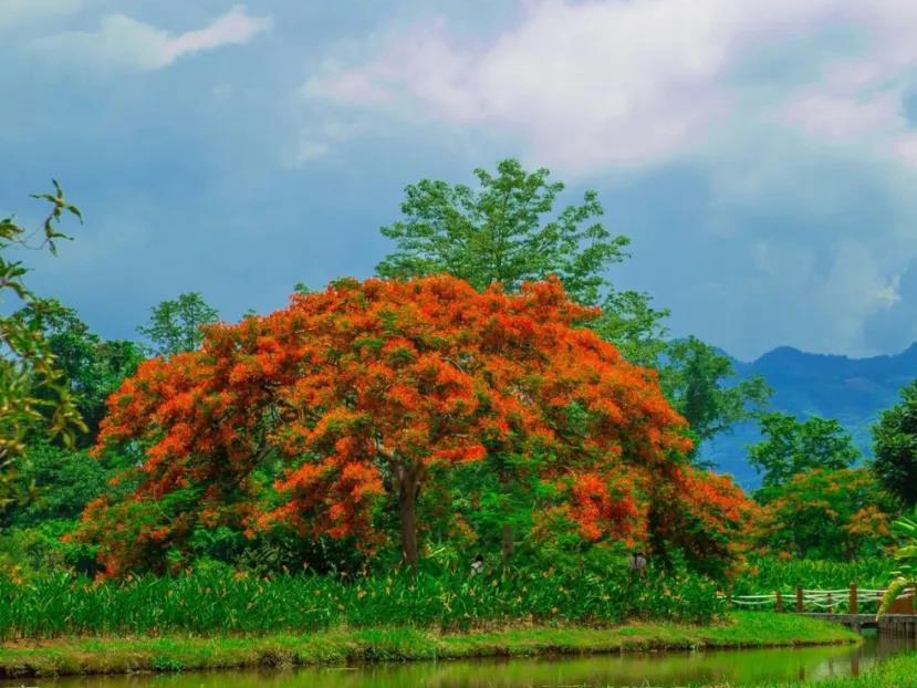 Delonix regia in bloom at XTBG