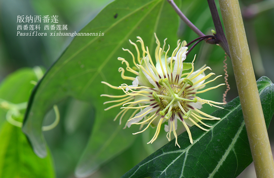 Passiflora xishuangbannaensis