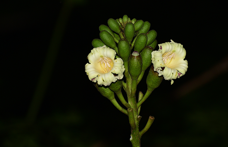 Oroxylum indicum