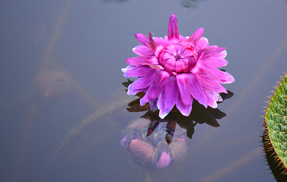 Victoria amazonica at XTBG