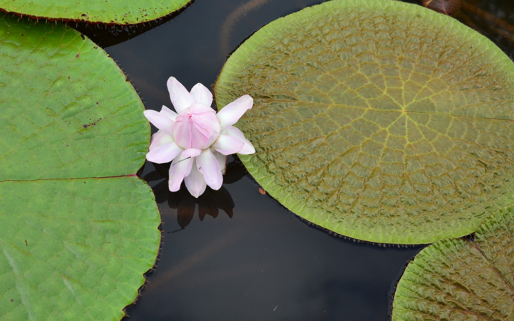 Victoria amazonica at XTBG