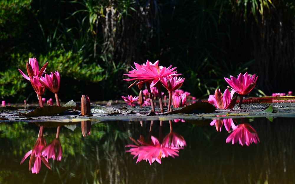 Nymphaea rubra at XTBG