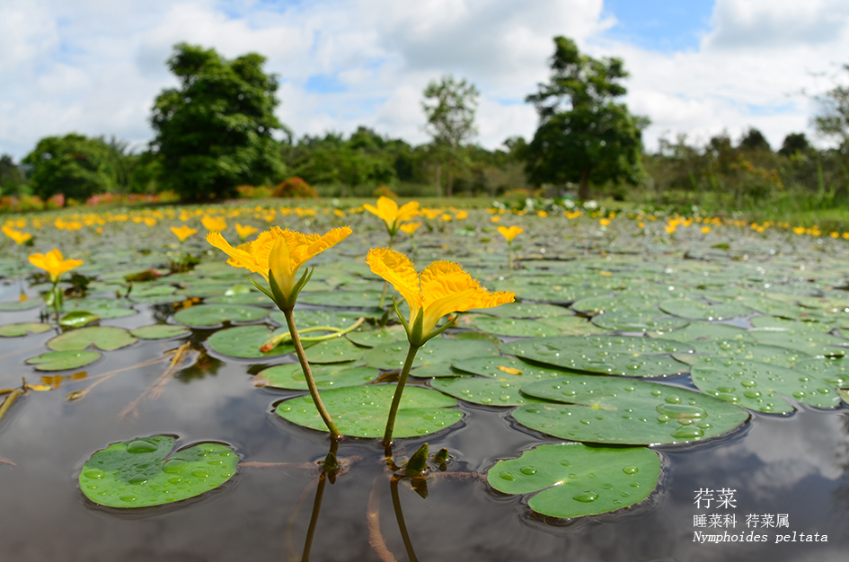 Nymphoides peltata at XTBG