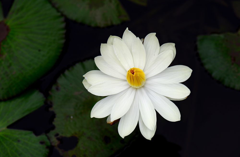 Nymphaea lotus at XTBG
