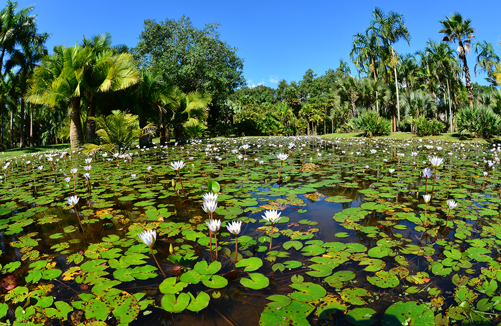 Nymphaea 'Daubeniana' at XTBG