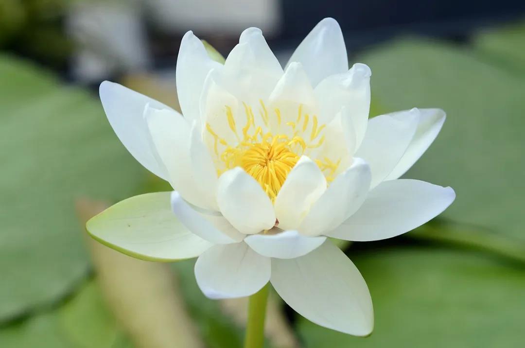 Water lilies in full bloom at Xishuangbanna Tropical Botanical Garden