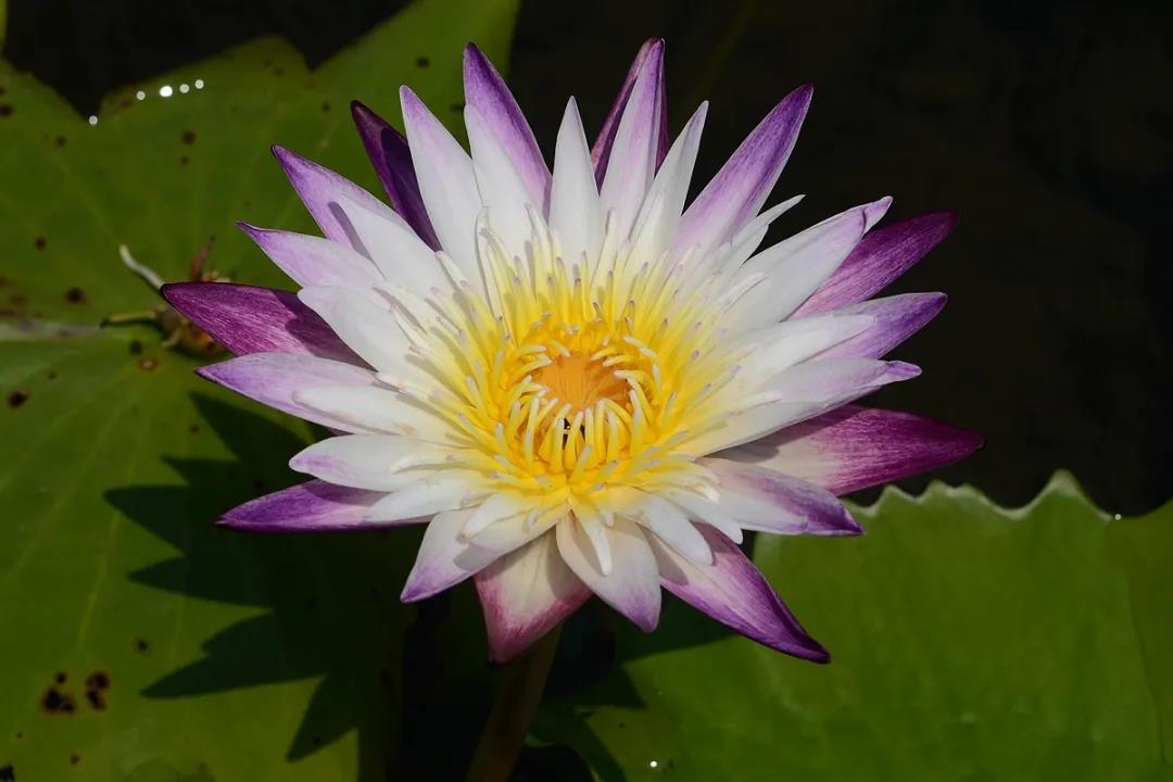 Water lilies in full bloom at Xishuangbanna Tropical Botanical Garden