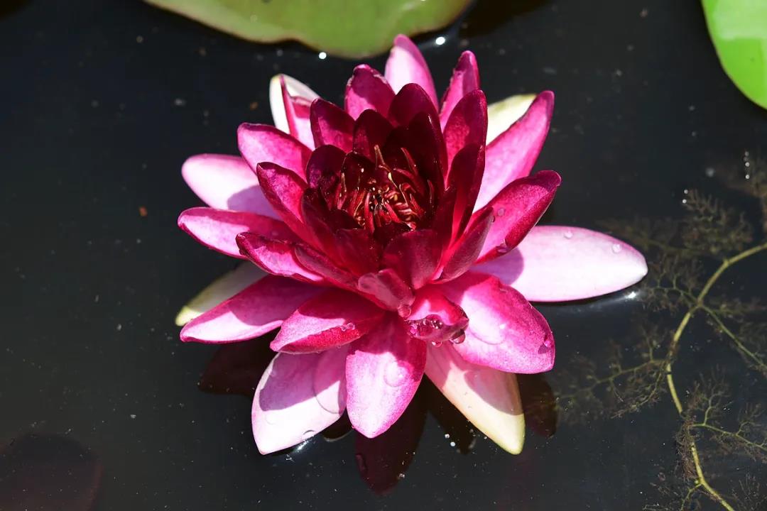Water lilies in full bloom at Xishuangbanna Tropical Botanical Garden