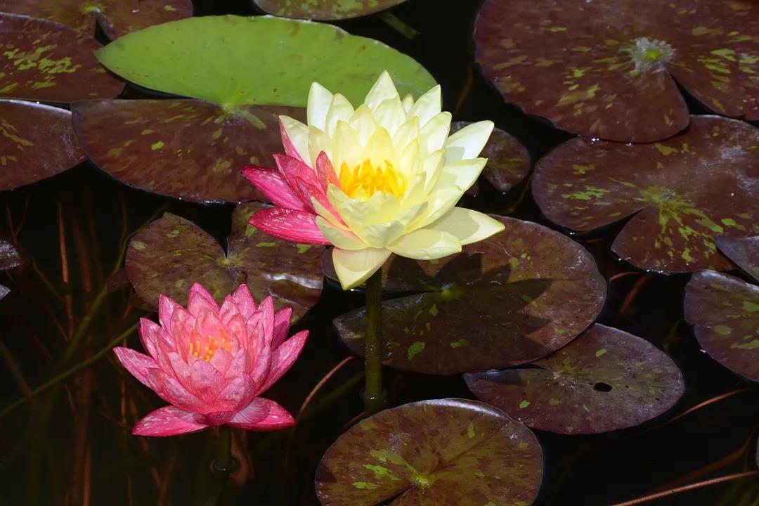 Water lilies in full bloom at Xishuangbanna Tropical Botanical Garden