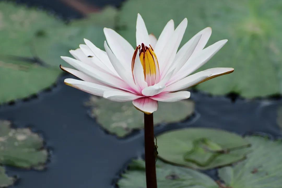 Water lilies in full bloom at Xishuangbanna Tropical Botanical Garden