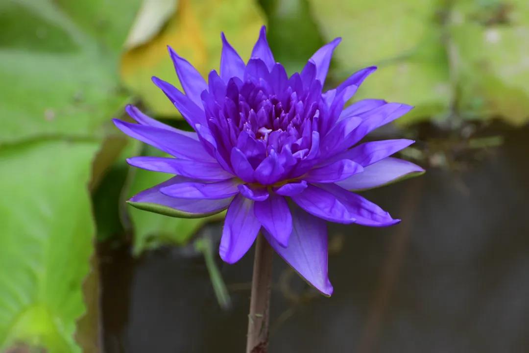 Water lilies in full bloom at Xishuangbanna Tropical Botanical Garden