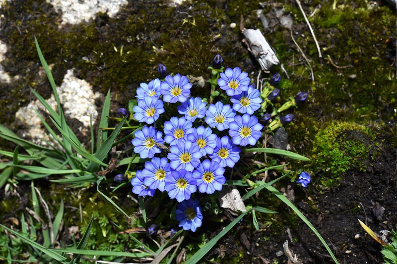 Hengduan mountain alpine flora history shown to be longest on Earth