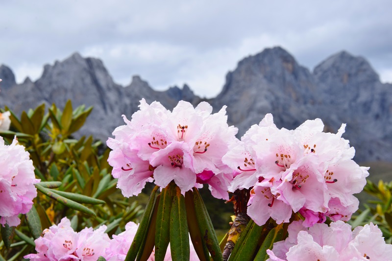 Hengduan mountain alpine flora history shown to be longest on Earth