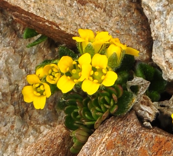 Hengduan mountain alpine flora history shown to be longest on Earth