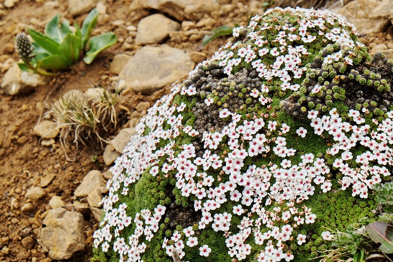 Hengduan mountain alpine flora history shown to be longest on Earth
