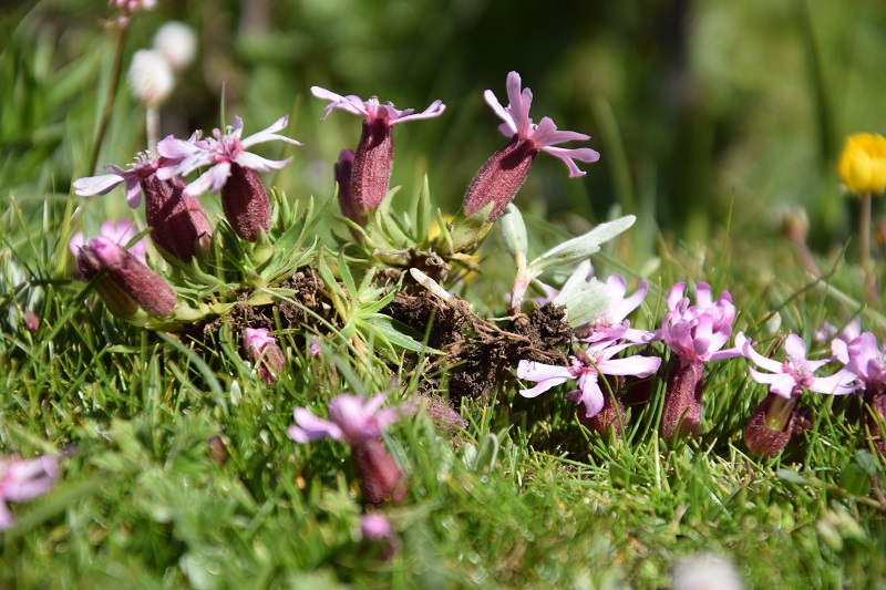 Hengduan mountain alpine flora history shown to be longest on Earth