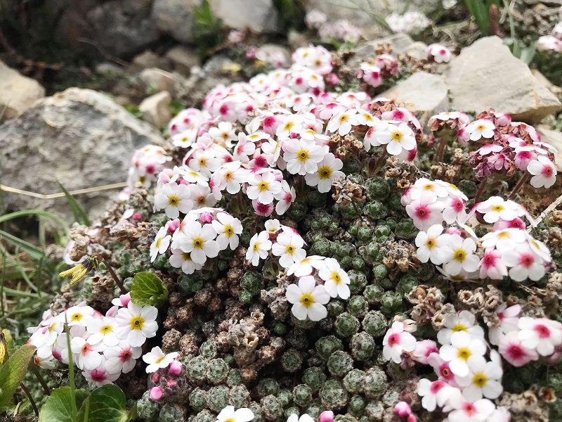 Hengduan mountain alpine flora history shown to be longest on Earth