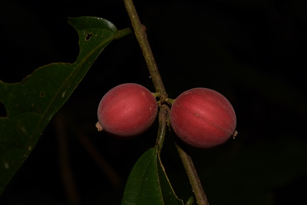 A new species of dogwood family found in China-Laos transboundary region