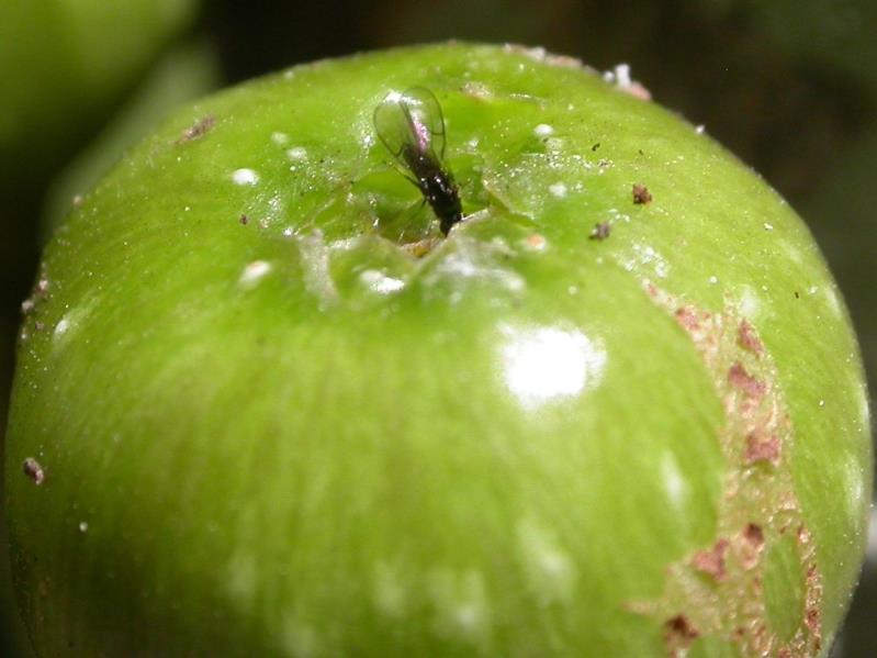 Genomes offer new insights into fig-wasp symbiotic system