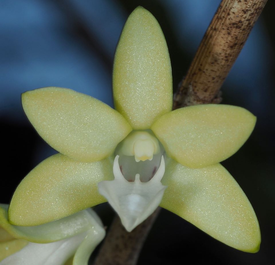 New species of Dendrobium orchid found in Indonesia