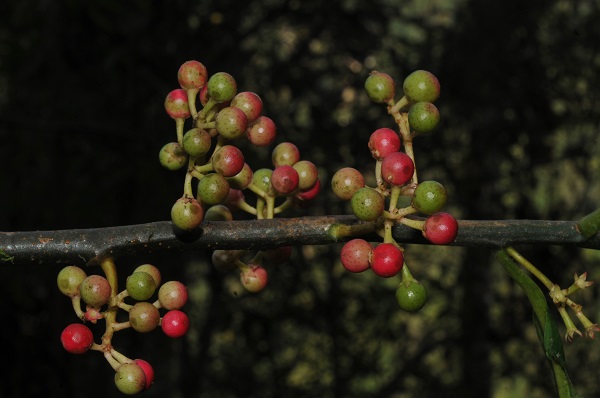 New species and generic record of Amblyanthus reported from Medog, Tibet