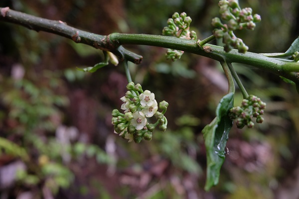 New species and generic record of Amblyanthus reported from Medog, Tibet