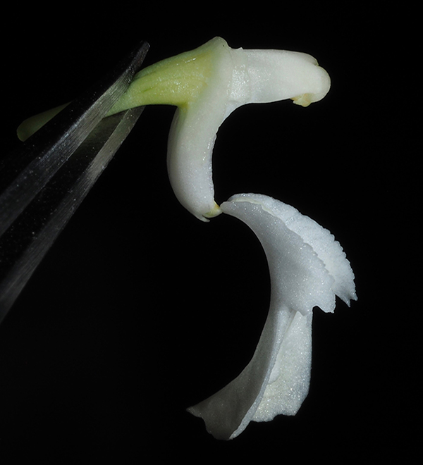 New species of Dendrobium orchid found in Indonesia