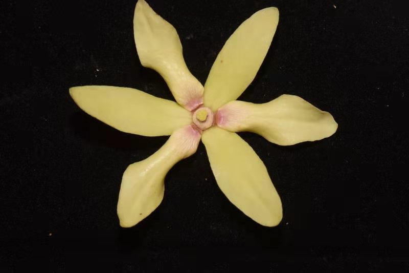 New species of Meiogyne genus in custard apple family reported in Yunnan