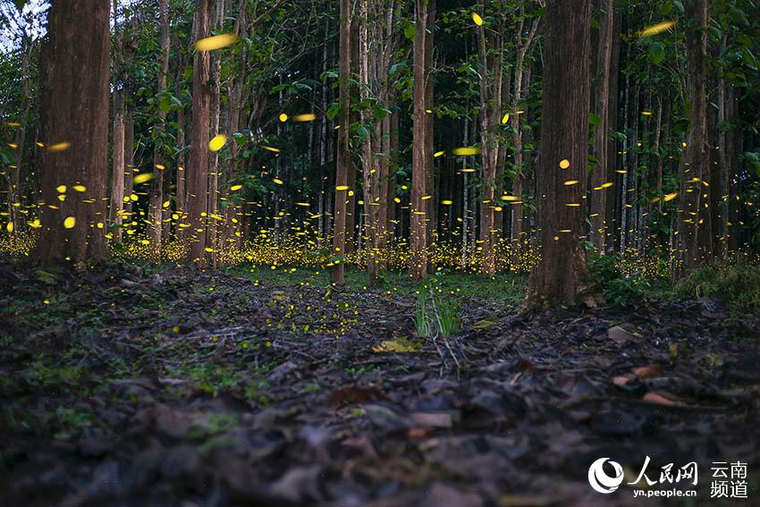 Fireflies light up the night in China's only tropical rainforest reserve